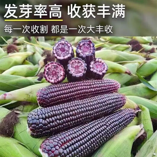 Spring black sweet waxy corn seeds, super sweet seeds, four seasons, high yield, extra large drought-tolerant seed corn, nationally approved black waxy corn seeds, 3 packs, about 150 seeds