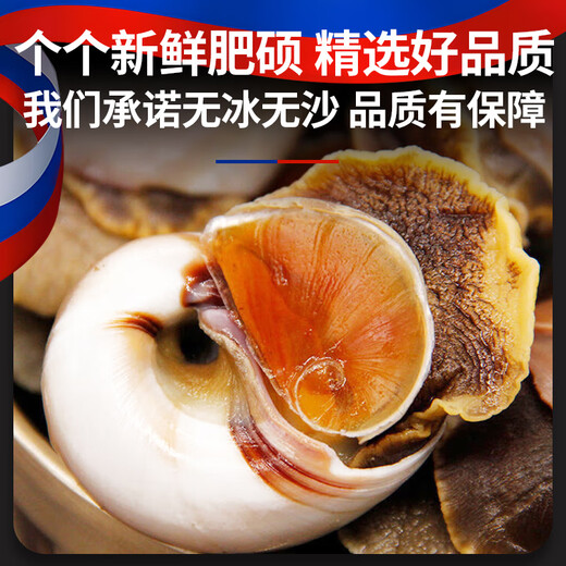 Guoxun extra large cat's eye snail (no ice, no sand) net weight 3Jin Jin is equal to 0.5kg, cooked frozen conch conch screws 13-14 heads/Jin Jin is equal to 0.5kg