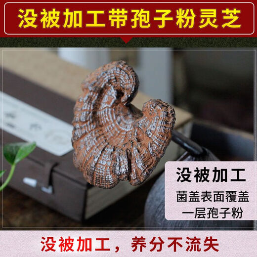 Fat Donglai's same style wild Ganoderma pure natural purple Ganoderma wild L raw mountain natural non-bitter pruned branch with spore powder 500 grams Ganoderma 10-16 pcs
