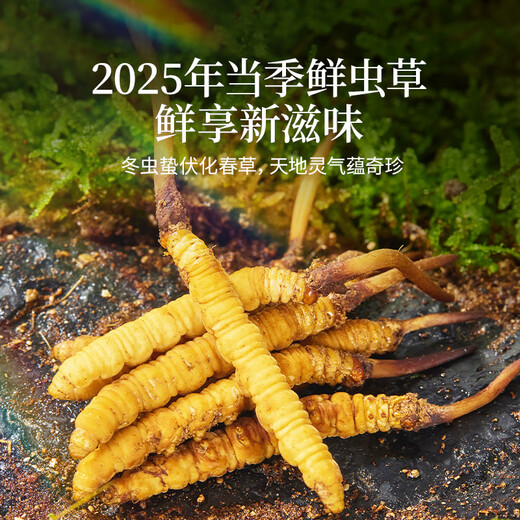 
Tongrentang brand Fresh Cordyceps sinensis about 0.81-1.0g/root 30 pieces of Qinghai source straight