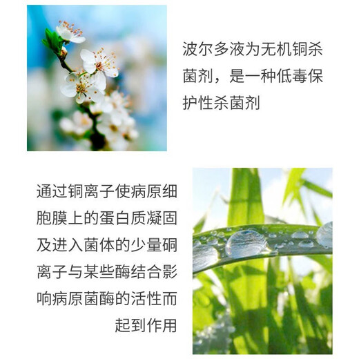 Bordeaux liquid citrus tree apple tree fungicide cucumber downy mildew canker disease ring spot disease special 1000g