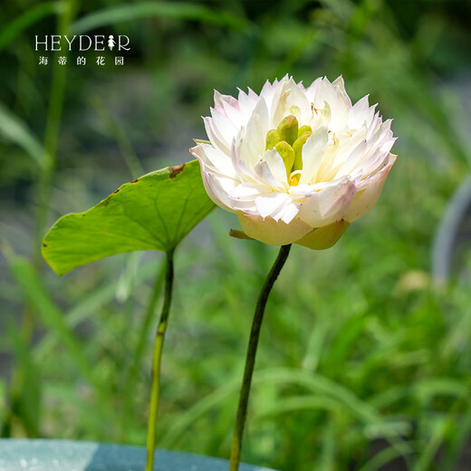 微型碗莲种藕苗水培植物莲花小荷花苗根茎藕鞭苗庭院花卉盆栽裸藕 小三色【小型】 8-15CM