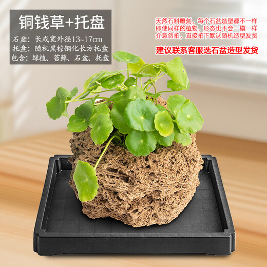 Stone flowerpot with water-absorbing stone, raw stone, natural flowerpot with asparagus, bamboo, calamus, succulents, micro-landscape pot, 13-17cm stone pot + copper money grass, package 2