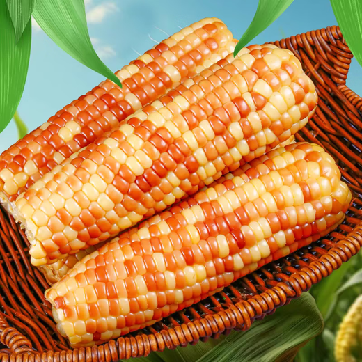 Yunnan Huanuo small corn Xishuangbanna fragrant waxy corn baby vacuum packaging ready-to-eat sweet and soft glutinous vegetables Vacuum fragrant waxy small corn Net weight 4.5Jin Jin equals 0.5kg 10-17 roots