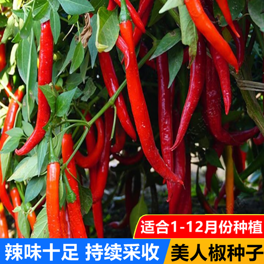 Spicy Spicy Pepper Seeds, Golden Spicy Green Peppers, Pig Intestine Pepper Seeds, Potted Vegetable Seeds for Garden Fields and Balconies, New Beauty Peppers, Hot and Moving, Approximately 300 capsules, 1 pack