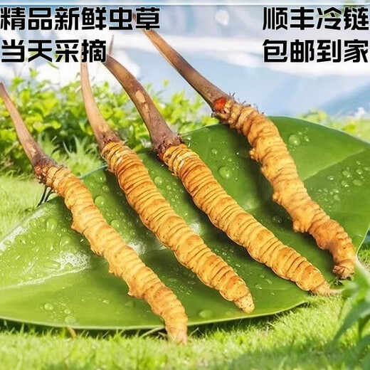 
Fresh Cordyceps sinensis 2025 Selected Alpine Fresh Cordyceps SF Express Cold Chain Direct Hair 1.2-1.4 grams/100 roots Tibet fresh grass 0.5-0.6 grams each 10 pieces of tasting