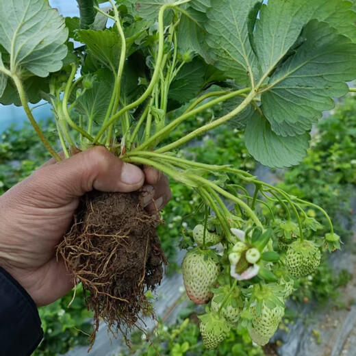 [1421 people collect] (can eat strawberries in 20 days) Potted strawberry seedlings of red beauty, four seasons, strawberry seedlings in the south and north (Red beauty, strawberry bare root) Fruit sweet, with flowers and fruits, strong seedlings [12] Fruits full of pots