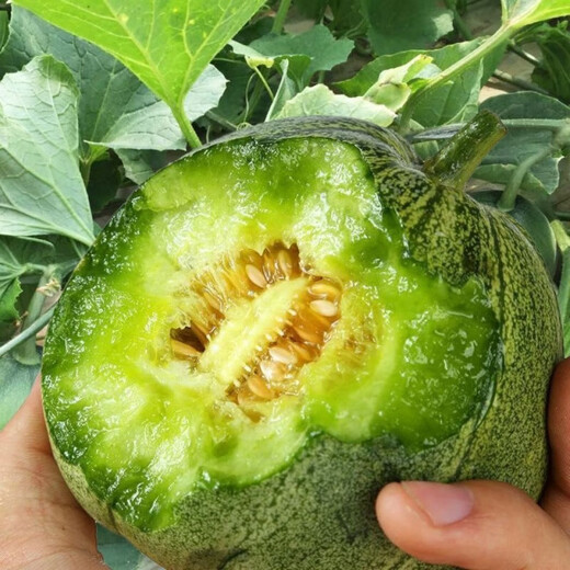Qili high-yield ice emerald melon seeds super sweet thin-skinned emerald melon spring and autumn early maturing four-season balcony fruit seeds high-yield ice emerald melon seeds selected (400