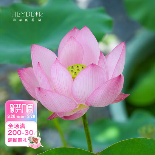 微型碗莲种藕苗水培植物莲花小荷花苗根茎藕鞭苗庭院花卉盆栽裸藕 小三色【小型】 8-15CM