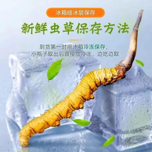 2025 Fresh Cordyceps sinensis top period Selected fresh Cordyceps SF Express cold chain origin straight hair large fresh grass. Each fresh Cordyceps in Tibet has 0.6 grams of 100 pieces packed with 0.6 grams of each