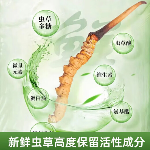2025年头期鲜草新鲜冬虫夏草正品鲜虫草天然鲜虫草营养滋补送礼 西藏鲜草0.8-0.9克/条 20条送1条 冬虫夏草  顺丰发货