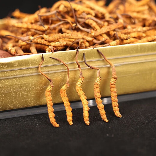 Beijing Tongrentang [Select Cordyceps gift box to send gifts (Select Cordyceps [10 gift boxes] give 2