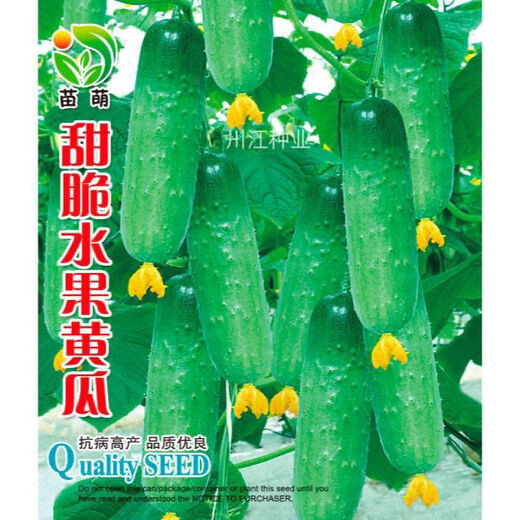 New varieties of fruit cucumbers are on the market for raw consumption, new varieties of fruit seeds and vegetable seeds for balcony planting, new varieties of crisp and sweet fruit cucumber seeds, 250 capsules, 5 packs