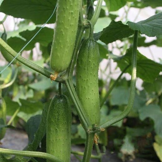 New varieties of fruit cucumbers are on the market for raw consumption, new varieties of fruit seeds and vegetable seeds for balcony planting, new varieties of crisp and sweet fruit cucumber seeds, 250 capsules, 5 packs