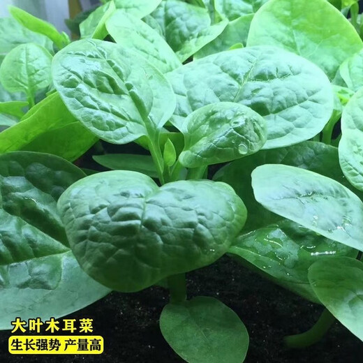 大叶木耳菜种子四季种速生豆腐菜种籽春夏秋阳台盆栽田园蔬菜种子 【今年新种】大叶木耳菜种籽 限量抢购5包约675粒