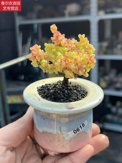 MPPMCK Real-Life Orange Candy Bonbugs Mandarine Zweige und Stängel Aprikosen kleiner baumförmiger Klippe Old Stapel Sukkulente Pflanzen nach einem Schuss 695 Kumquat Pot Mund 6 cm 3.9 Foto enthalten Topf