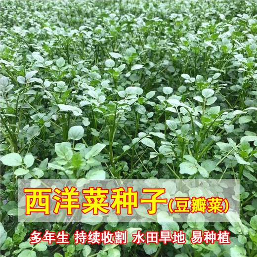 Xiangbin Four Seasons Guangdong Watercress Seeds Field Planting Wild Aquatic Balcony Easy to Plant Live Vegetable Seeds Watercress Seeds Watercress Seeds 3g Original x10 Pack