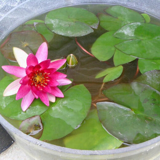 Water lily seedlings, lotus potted plants, medium and large bowl lotus lotus seeds, lotus root hydroponics, aquatic pond pots, lotus leaf seeds, large water lily root pieces 3 pieces - mixed color