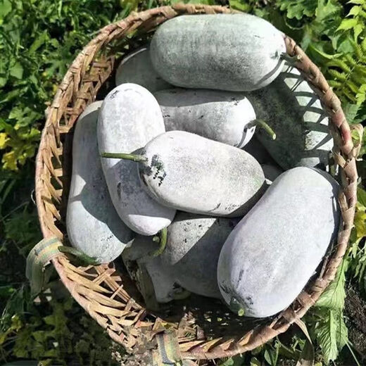 Local old variety short white haired winter melon seeds traditional large winter melon farm taste pink skin winter melon seeds 10 pieces