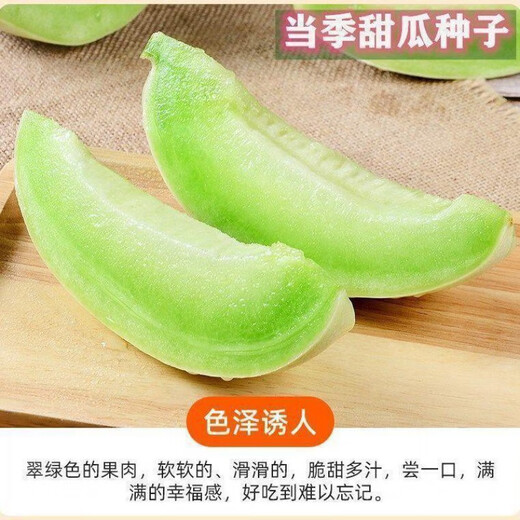 Qizhe's new variety of sweet jade mushroom, melon, honeydew and cantaloupe seeds are high-yielding and easy to grow and can be sown in all seasons. Fresh fruit seeds can be sown in all seasons. Sweet Yuru melon seeds 60 capsules