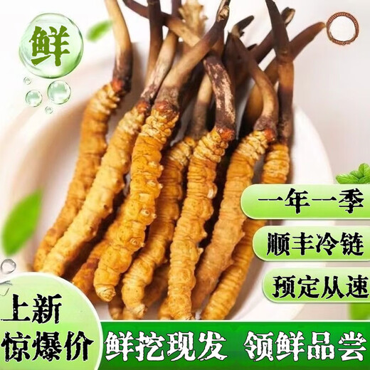 Luzhangtang Cordyceps sinensis fresh first stubble fresh grass SF Express cold chain production location straight hair selection Dacaoto period fresh grass is now dug on the same day. Each piece of Nagqu fresh grass in Tibet is 0.6 grams and 30 pieces packed