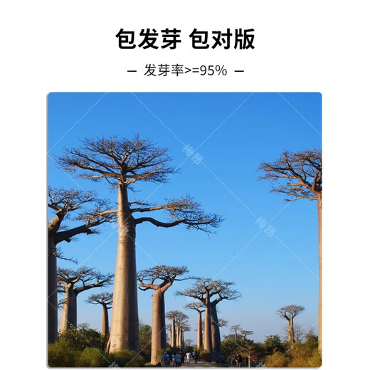 Rare succulents imported from Africa, rare species saplings, potted bonsai root fruits, baobab seeds, 10 baobab seeds + rooting powder