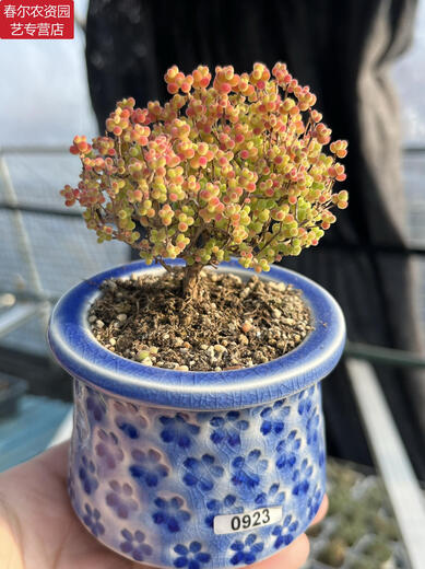 MPPMCK Real-Life Orange Candy Bonbugs Mandarine Zweige und Stängel Aprikosen kleiner baumförmiger Klippe Old Stapel Sukkulente Pflanzen nach einem Schuss 695 Kumquat Pot Mund 6 cm 3.9 Foto enthalten Topf