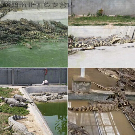Food Huai Shandong Heze Specialty Crocodile Pond Selected Crocodile Meat Can Open Cans and Eat High-end Gifts Crocodile Pond 684g/3 Cans (Gift Box Version)