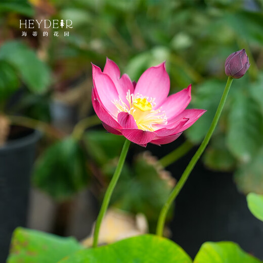 微型碗莲种藕苗水培植物莲花小荷花苗根茎藕鞭苗庭院花卉盆栽裸藕 小三色【小型】 8-15CM