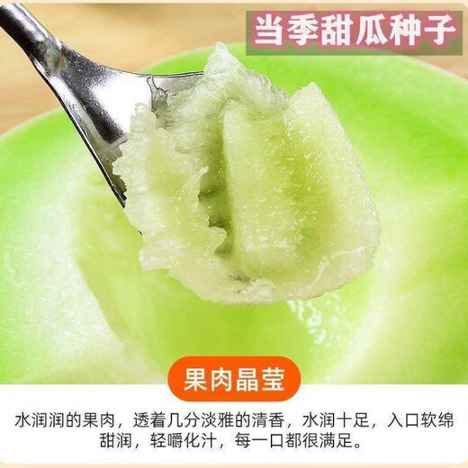 Qizhe's new variety of sweet jade mushroom, melon, honeydew and cantaloupe seeds are high-yielding and easy to grow and can be sown in all seasons. Fresh fruit seeds can be sown in all seasons. Sweet Yuru melon seeds 60 capsules