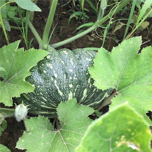 Specially Sweet Pumpkin Seed Flavor Sweet Pumpkin Vegetable Seed Lazy Mopan Large Pumpkin Seed Mopan Large Pumpkin Seed This year’s new species ST2998 New species, 1 pack of about 22 seeds, germination is super good
