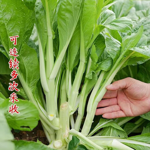 Four seasons water spinach seeds, large-leaf water spinach seeds, balcony potted willow-leaf water spinach seeds, green stems can be hydroponically grown, genuine easy-to-grow cabbage moss, about 7500 capsules, 5 packs