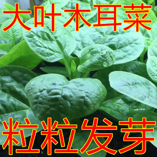 
Big leaf fungus seeds planted in all seasons, fast-growing tofu seeds seeds in spring, summer and autumn balcony potted pastoral vegetable seeds [New this year] Big leaf fungus seeds, limited purchase of 5 packs of about 675 capsules
