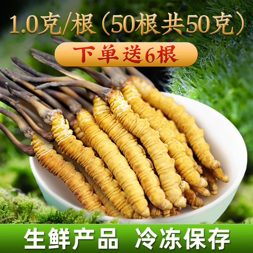 2025年新鲜冬虫夏草正宗头期鲜虫草1.2克/根正品鲜草送礼品补品 1.2克以上/根【冷冻保存】 50根送6根新鲜虫草再送礼盒
