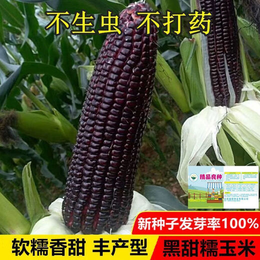Authentic black sweet waxy corn seeds. Plant black corn seeds all year round. Farm vegetable seeds. Black sweet waxy corn seeds. Only new seeds sold. 2 packs of about 100 seeds.