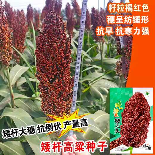 Dwarf wine glutinous sorghum king super-ton iron dwarf big-head red sorghum seed dwarf bird-resistant brewing type high-yield sorghum ton-beam short big-head sorghum 50 grams
