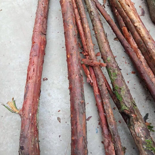 Mountain woody red thorn root green plant potted grafted rose flower log material courtyard bonsai bifurcated old pile 168 pieces does not include pots