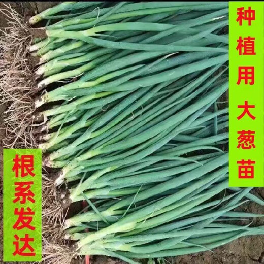 The base directly collects Shandong fresh green onion seedlings and hard-core seedlings. Planting is simple. Package of 100 green onion seedlings.