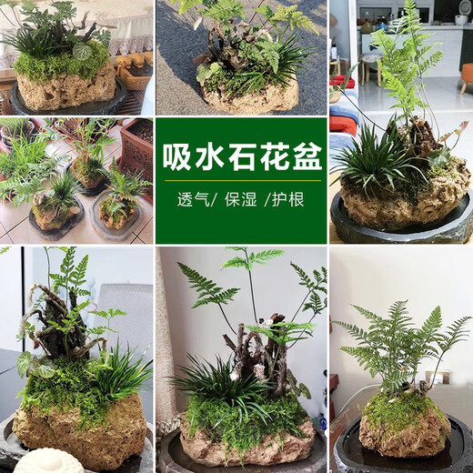 Stone flowerpot absorbent stone water stone original stone natural flowerpot with asparagus bamboo calamus succulent plant micro landscape pot 13-17cm stone pot + tempered rectangular holder