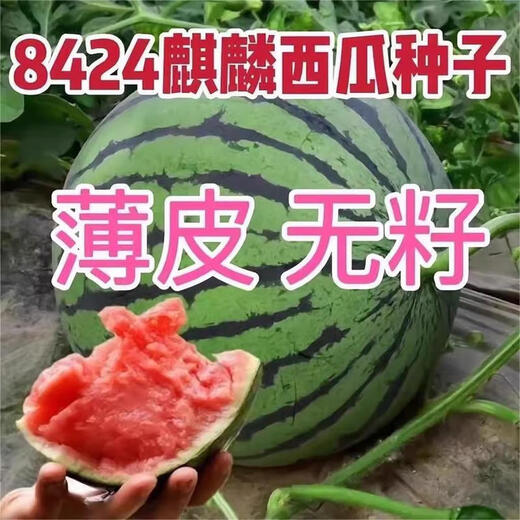 Qizhe 8424 Kirin watermelon seeds, seedless, high-yield rock sugar lazy watermelon seeds, southern four-season vegetable and fruit seeds, rock sugar Kirin watermelon seeds 100 capsules/2 packs + fertilizer