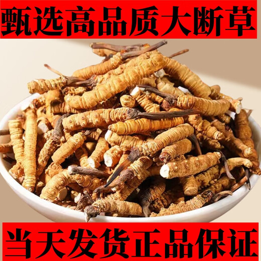 Cordyceps sinensis high-altitude cordyceps sinensis genuine nourishing 20 grams for 2 grams for self-use authentic home outfit. Tibet Nagqu fine big broken grass buy 30 grams for 3 grams for free