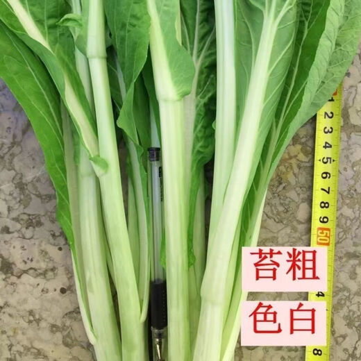 Four seasons water spinach seeds, large-leaf water spinach seeds, balcony potted willow-leaf water spinach seeds, green stems can be hydroponically grown, genuine easy-to-grow cabbage moss, about 7500 capsules, 5 packs