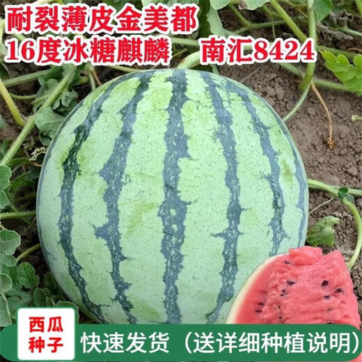 Qizhe 8424 Kirin watermelon seeds, seedless, high-yield rock sugar lazy watermelon seeds, southern four-season vegetable and fruit seeds, rock sugar Kirin watermelon seeds 100 capsules/2 packs + fertilizer