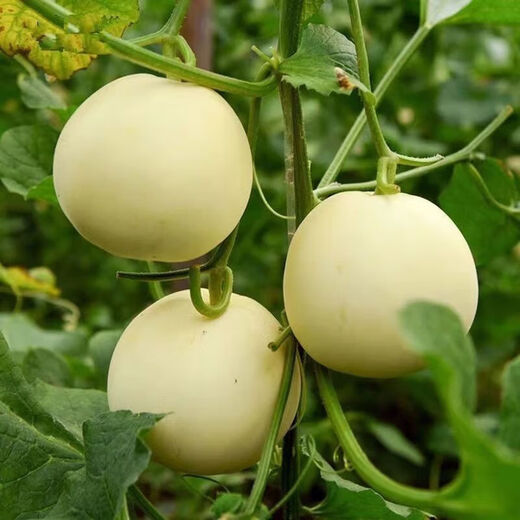 White sand honey melon seeds rock sugar melon seeds cantaloupe seeds spring, summer, autumn and winter balcony potted vegetables A pack of white sand honey melon seeds