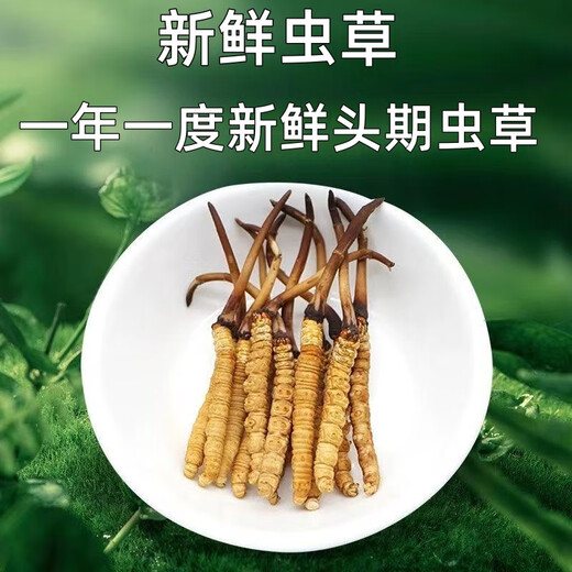 
Luzhangtang 2025 Fresh Cordyceps sinensis Cordyceps SF Express Cold Chain Origin Selected Fresh Grass Selected for Tibet Fresh Cordyceps 1.2-1.4 grams each. 50 pieces