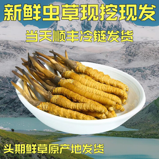 
Fresh Cordyceps sinensis 2025 Selected Alpine Fresh Cordyceps SF Express Cold Chain Direct Hair 1.2-1.4 grams/100 roots Tibet fresh grass 0.5-0.6 grams each 10 pieces of tasting