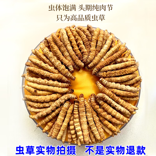万草康仁冬虫夏草断草藏区断虫草断草中老年营养品整肉节虫草酒保健品 精选纯肉体【 30克尊荣礼盒装】 送同款虫草1克