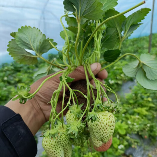 [1421 people collect] (can eat strawberries in 20 days) Potted strawberry seedlings of red beauty, four seasons, strawberry seedlings in the south and north (Red beauty, strawberry bare root) Fruit sweet, with flowers and fruits, strong seedlings [12] Fruits full of pots