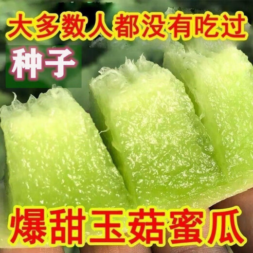 Qizhe's new variety of sweet jade mushroom, melon, honeydew and cantaloupe seeds are high-yielding and easy to grow and can be sown in all seasons. Fresh fruit seeds can be sown in all seasons. Sweet Yuru melon seeds 60 capsules