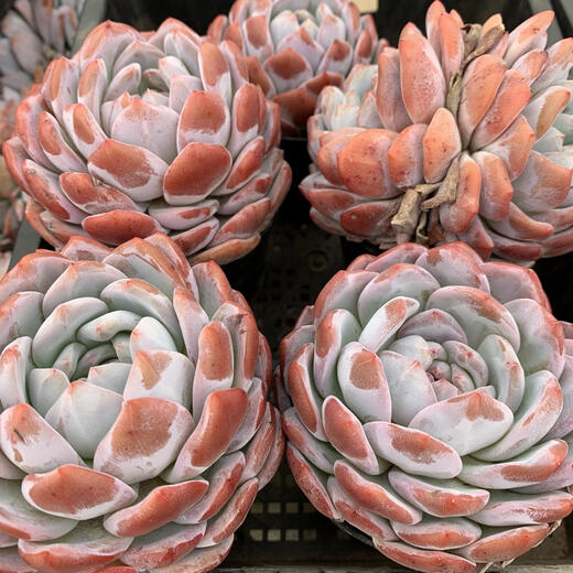 一物一拍框拍橙子冰玉爱天鹅绒麦秆冰魄多肉植物橙梦露多肉橙子 15919厘米 裸根不带土